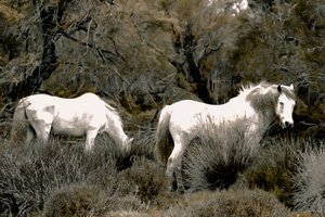 ディストラクション、2016年（手で塗り直した写真）