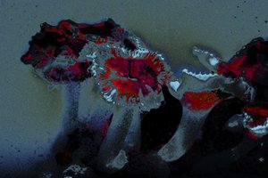 イソギンチャク、2018年（手描きリペイント写真）