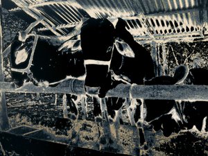 ホームステッド、2020年（ペイント写真） 作： Alice Gur-Arie
