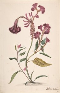 Hanekam Celosia argentea の研究、n.d.. 作： Alida Withoos