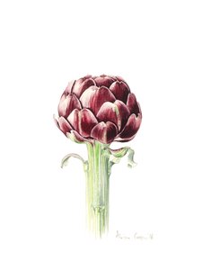 ローマンマーケットのアーティチョーク、2016年、水彩 作： Alison Cooper