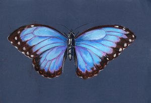 ブルーモルフォバタフライ、2019年（パステル） 作： Alison Cooper