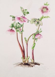 レンテンローズ（Helleborus orientalis）（水彩画 作： Alison Cooper