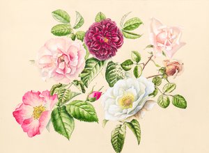 庭のバラ、2020年（水彩） 作： Alison Cooper