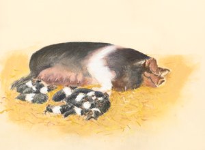 サドルバックの雌豚と子豚、2019年（パステル） 作： Alison Cooper