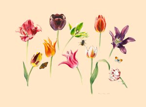 春のチューリップと虫たち 作： Alison Cooper