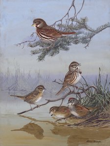 『スパーロウ』 アラン・ブルックス著 作： 