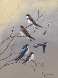 『ツバメ』 アラン・ブルックス著