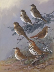 『Thrush』 アラン・ブルックス著 作： 