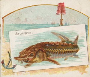 チョウザメ、フィッシュ フロム アメリカン ウォーターズ シリーズ N39 for Allen & Ginter Cigarettes、1889 年。