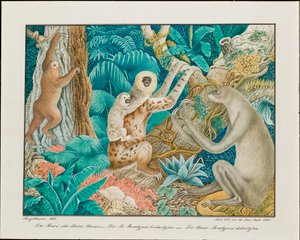 ナマケモノ、1881