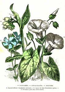 Borraginees, Convolvulacees, Apocynees：自然創造と生物。A.デマール作画。1885