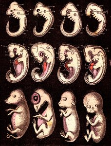 4椎体5生体の胚を比較したもの）：左からブタ、ニワトリ、ウサギ、ヒト。A.デマールを描く。1885