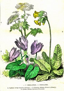 オンベリフェレス、プリムラセス：自然創造と生物。A.デマールによるデッサン。1885 作： Alphonse Demarle