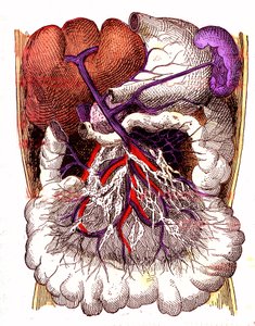 腸管吸収器官-J.レンガデの通常の生活と健康。A.デマールによるデッサン 1881年 作： Alphonse Demarle