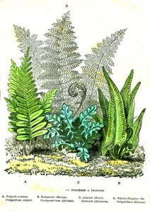スリング・フージュレス自然の創造と生物。A.デマール作画。1885 作： Alphonse Demarle