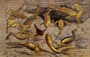 デボン紀（先史時代） 生きとし生けるもの：生物の存在をめぐる戦い。自然の創造A・デマールを描く。1885 作： Alphonse Demarle