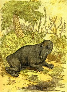 ラビリントドンテ（水陸両用）：石炭紀の水陸両用。自然創造と生物。A・デマール 1885年 作： Alphonse Demarle