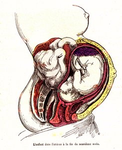 子宮の中の子供（9ヶ月目後半）-J.レンガデの通常の生活と健康- A.デマール1881年製図
