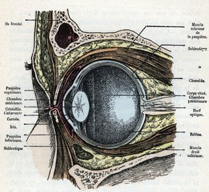 白内障のある眼球の垂直カット レンゲード作「自然と人間」の彫刻 1881年 個人蔵