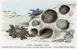 動物図：棘皮動物、ウニ（動物図版：棘皮動物、ウニ） 「“L