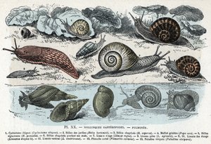 Carta Zoológica; moluscos gastrópodes, pulmões (cyclostoma, hélice de jardins e tristeza, lesma vermelha, lesma cinzenta, limnee, planorb, paludine...) (Placa zoológica: moluscos gastrópodes como Slug, cyclostoma, planorb, limnea) Gravura de “” L