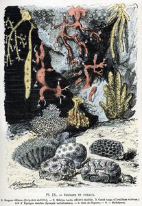 Carta Zoológica: esponjas e corais (gorgone, bebryce, coral, esponjas, luva de netuno (placa zoológica: esponjas marinhas e corais) Gravura de “” L