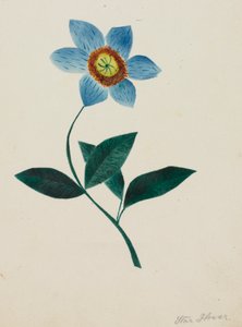 星の花（水彩） 作： Altha Mary Nims