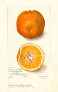 ワシントン・ネーブル・オレンジ ( Citrus sinensis ) （水彩画） 作： Amanda Almira Newton