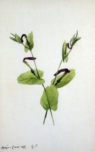 アリストロキア アリストロキア科の大きな植物属 (水彩) 作： Amantine Dupin