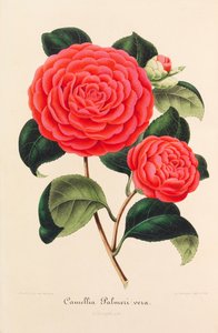 椿の新しい図像、1850～1860年。