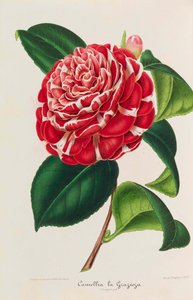 椿の新しい図像、1850～1860年。