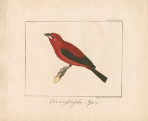 ブラジルのフィンチ（手彩色銅版画）