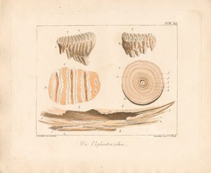 象の牙（彩色銅版画） 作： Ambrosius Gabler