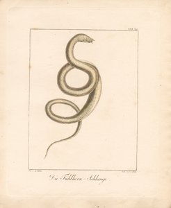  作： Ambrosius Gabler