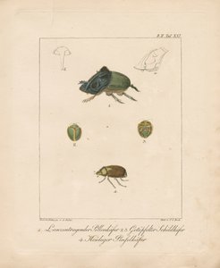  作： Ambrosius Gabler