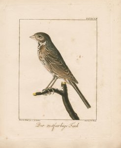  作： Ambrosius Gabler
