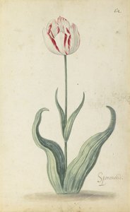 花のアルバム「スペラモンディ」チューリップ、1640年頃