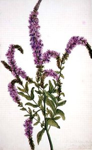PD.128-1973f.11 パープル・スパイクド・ウィロー・ハーブ（Epilobium）1787（水彩・ガッシュ） 作： Amelia Fancourt