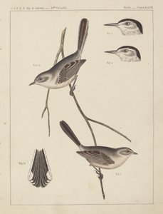 鳥 - U.S.P.R.R. 経験値 & 調査、35 度線 作： American 19th Century