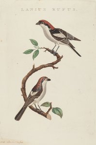 レッドウール 作： American 19th Century