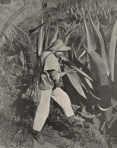 メキシコのプルケ採集者（モノクロ写真
