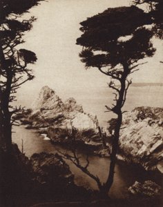 カリフォルニアモントレーサイプレス（モノクロ写真 作： American Photographer (after)