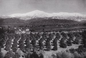 カリフォルニア。スマイリーハイツから見たレッドランズ、太陽の光、オレンジの木立、雪の峰々（モノクロ写真 作： American Photographer (after)