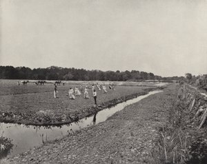 ノースカロライナ州での田植え（モノクロ写真 作： American Photographer (after)