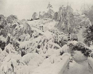 ルナ島の冬の紅葉（モノクロ写真 作： American Photographer (after)