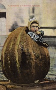 カリフォルニアのカボチャの標本（着色写真）