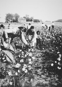 黒人のコットンピッカー（1900年頃）（モノクロ写真 作： American Photographer