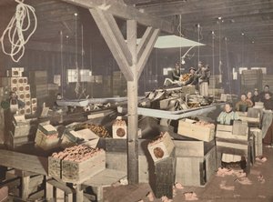 レッドランズのオレンジ・パッキング、1899年発行（写真） 作： アメリカの写真家