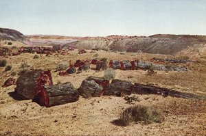 化石の森、アリゾナ（カラー写真） 作： American Photographer